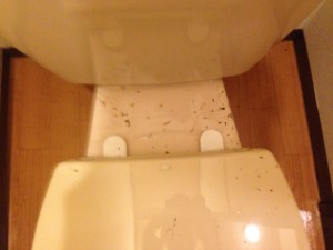 トイレの掃除前（ゴキブリのフン除去）２